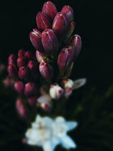 Load image into Gallery viewer, Hothouse. natural perfume. tuberose amber attack of the white floral flesh. July 2023