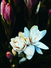 Load image into Gallery viewer, Hothouse. natural perfume. tuberose amber attack of the white floral flesh. July 2023