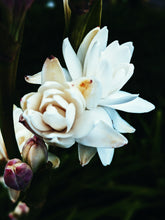 Load image into Gallery viewer, Hothouse. natural perfume. tuberose amber attack of the white floral flesh. July 2023