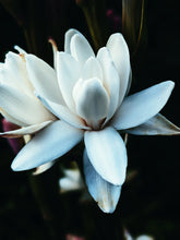 Load image into Gallery viewer, Hothouse. natural perfume. tuberose amber attack of the white floral flesh. July 2023