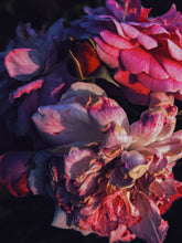Load image into Gallery viewer, Habit. natural perfume. orange blossom, carnation, vanilla, licorice, orris root, tonka. September 2022