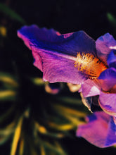 Load image into Gallery viewer, Habit. natural perfume. orange blossom, carnation, vanilla, licorice, orris root, tonka. September 2022