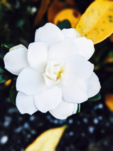 Load image into Gallery viewer, Gandhraj (November 2018). Aged Gardenia jasminoides Enfleurage Extrait. Organic gardenia perfume. Biodynamic