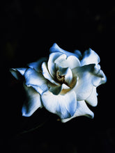 Load image into Gallery viewer, Gardenia, Saffron and Hunza Raisin Enfleurage.