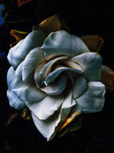 Load image into Gallery viewer, Gandhraj (November 2018). Aged Gardenia jasminoides Enfleurage Extrait. Organic gardenia perfume. Biodynamic