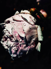 Load image into Gallery viewer, Goddess Sampler of Natural Perfumes. 10 Wild Veil fragrances. Gift set for her.