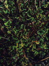 Load image into Gallery viewer, Grass. Natural perfume fixative by Wild Veil. Grassy base notes.