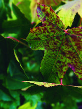Load image into Gallery viewer, October. natural cologne: the woods in october. October 2023