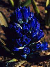 Load image into Gallery viewer, Hyacinth Enfleurage.