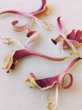 Load image into Gallery viewer, Suikazura (June-August 2020). Aged Pink and Yellow Honeysuckle Enfleurage Extrait. Organic honeysuckle perfume. Biodynamic
