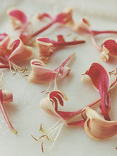 Load image into Gallery viewer, Suikazura (June-August 2020). Aged Pink and Yellow Honeysuckle Enfleurage Extrait. Organic honeysuckle perfume. Biodynamic
