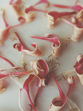 Load image into Gallery viewer, Suikazura (June-August 2020). Aged Pink and Yellow Honeysuckle Enfleurage Extrait. Organic honeysuckle perfume. Biodynamic