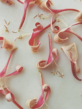 Load image into Gallery viewer, Suikazura (June-August 2020). Aged Pink and Yellow Honeysuckle Enfleurage Extrait. Organic honeysuckle perfume. Biodynamic