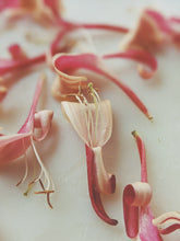 Load image into Gallery viewer, Suikazura (June-August 2020). Aged Pink and Yellow Honeysuckle Enfleurage Extrait. Organic honeysuckle perfume. Biodynamic