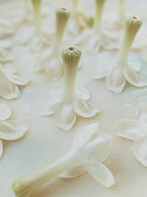 Load image into Gallery viewer, Hawaiian Wedding Flower. Madagascar Jasmine Enfleurage Extrait. Organic.