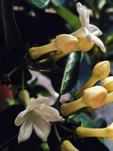 Load image into Gallery viewer, Hawaiian Wedding Flower. Madagascar Jasmine Enfleurage Extrait. Organic.