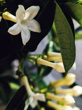 Load image into Gallery viewer, Hawaiian Wedding Flower. Madagascar Jasmine Enfleurage Extrait. Organic.