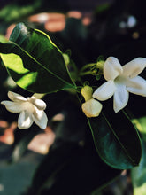 Load image into Gallery viewer, Hawaiian Wedding Flower. Madagascar Jasmine Enfleurage Extrait. Organic.