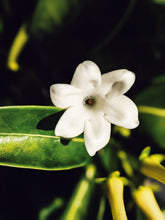 Load image into Gallery viewer, Hawaiian Wedding Flower. Madagascar Jasmine Enfleurage Extrait. Organic.