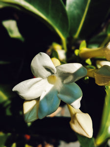 Hawaiian Wedding Flower. Madagascar Jasmine Enfleurage Extrait. Organic.