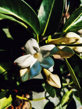 Load image into Gallery viewer, Hawaiian Wedding Flower. Madagascar Jasmine Enfleurage Extrait. Organic.
