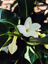 Load image into Gallery viewer, Hawaiian Wedding Flower. Madagascar Jasmine Enfleurage Extrait. Organic.