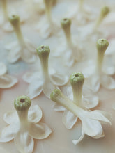 Load image into Gallery viewer, Hawaiian Wedding Flower. Madagascar Jasmine Enfleurage Extrait. Organic.