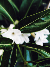 Load image into Gallery viewer, Hawaiian Wedding Flower. Madagascar Jasmine Enfleurage Extrait. Organic.