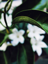 Load image into Gallery viewer, Hawaiian Wedding Flower. Madagascar Jasmine Enfleurage Extrait. Organic.