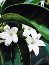 Load image into Gallery viewer, Hawaiian Wedding Flower. Madagascar Jasmine Enfleurage Extrait. Organic.