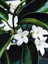 Load image into Gallery viewer, Hawaiian Wedding Flower. Madagascar Jasmine Enfleurage Extrait. Organic.