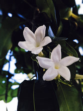 Load image into Gallery viewer, Hawaiian Wedding Flower. Madagascar Jasmine Enfleurage Extrait. Organic.