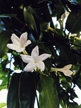 Load image into Gallery viewer, Hawaiian Wedding Flower. Madagascar Jasmine Enfleurage Extrait. Organic.