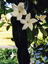 Load image into Gallery viewer, Hawaiian Wedding Flower. Madagascar Jasmine Enfleurage Extrait. Organic.