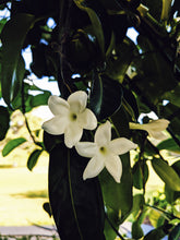 Load image into Gallery viewer, Hawaiian Wedding Flower. Madagascar Jasmine Enfleurage Extrait. Organic.
