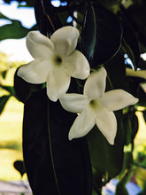 Load image into Gallery viewer, Hawaiian Wedding Flower. Madagascar Jasmine Enfleurage Extrait. Organic.