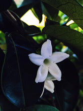 Load image into Gallery viewer, Hawaiian Wedding Flower. Madagascar Jasmine Enfleurage Extrait. Organic.