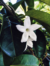 Load image into Gallery viewer, Hawaiian Wedding Flower. Madagascar Jasmine Enfleurage Extrait. Organic.