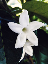 Load image into Gallery viewer, Hawaiian Wedding Flower. Madagascar Jasmine Enfleurage Extrait. Organic.