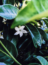 Load image into Gallery viewer, Hawaiian Wedding Flower. Madagascar Jasmine Enfleurage Extrait. Organic.