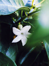 Load image into Gallery viewer, Hawaiian Wedding Flower. Madagascar Jasmine Enfleurage Extrait. Organic.
