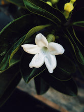 Load image into Gallery viewer, Hawaiian Wedding Flower. Madagascar Jasmine Enfleurage Extrait. Organic.