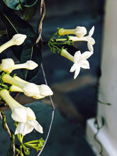 Load image into Gallery viewer, Hawaiian Wedding Flower. Madagascar Jasmine Enfleurage Extrait. Organic.