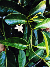 Load image into Gallery viewer, Hawaiian Wedding Flower. Madagascar Jasmine Enfleurage Extrait. Organic.