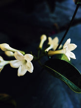 Load image into Gallery viewer, Hawaiian Wedding Flower. Madagascar Jasmine Enfleurage Extrait. Organic.