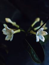 Load image into Gallery viewer, Hawaiian Wedding Flower. Madagascar Jasmine Enfleurage Extrait. Organic.