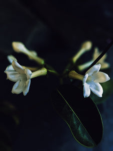 Hawaiian Wedding Flower. Madagascar Jasmine Enfleurage Extrait. Organic.