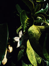 Load image into Gallery viewer, Hawaiian Wedding Flower. Madagascar Jasmine Enfleurage Extrait. Organic.