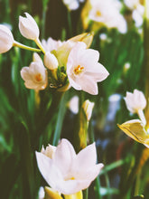 Load image into Gallery viewer, Jonquil and Patchouli Enfleurage.