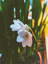 Load image into Gallery viewer, Jonquil and Patchouli Enfleurage.